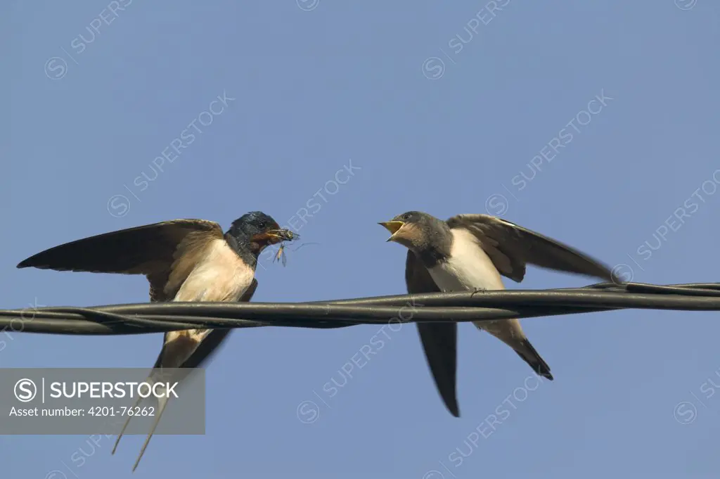 Barn Swallow (Hirundo rustica) parent feeding begging fledgling, Bourgogne, France