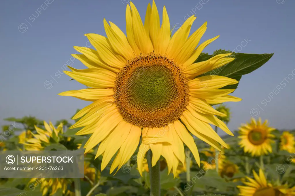 Common Sunflower (Helianthus annuus) field, Bourgogne, France