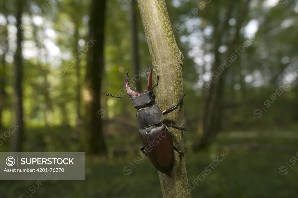 Stag Beetle (Lucanidae) climbing branch, Bourgogne, France