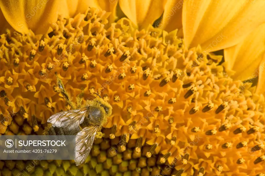 Honey Bee (Apis mellifera) covered in pollen on a Common Sunflower (Helianthus annuus) close up, Bourgogne, France