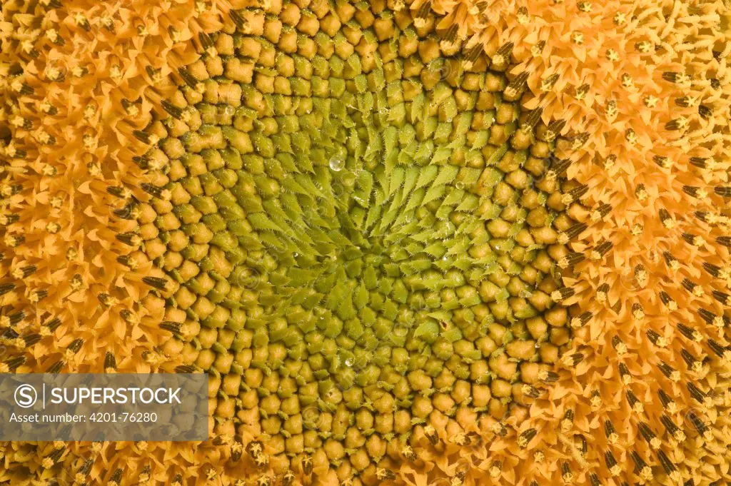 Common Sunflower (Helianthus annuus) close up showing anthers covered with pollen, Bourgogne, France