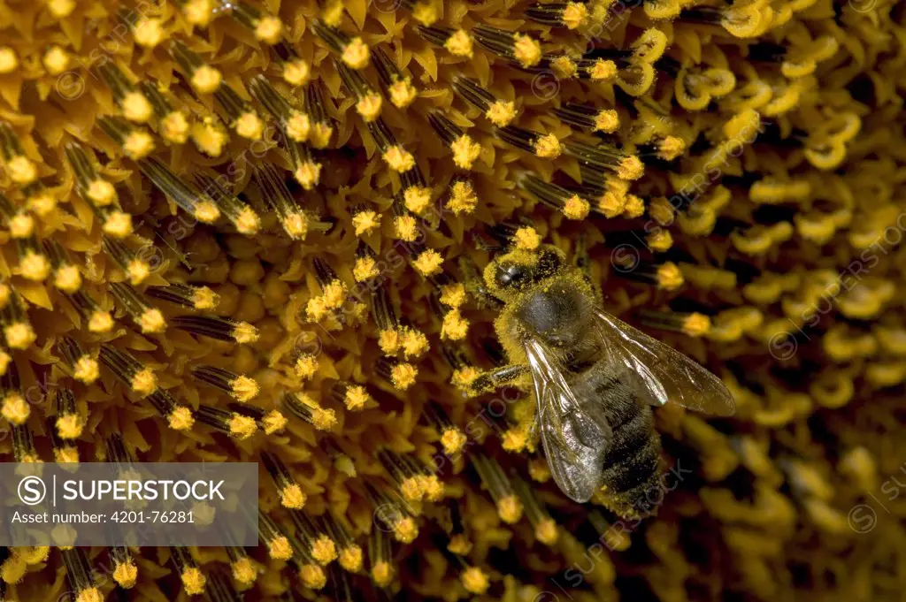 Honey Bee (Apis mellifera) covered in pollen on a Common Sunflower (Helianthus annuus) close up, Bourgogne, France