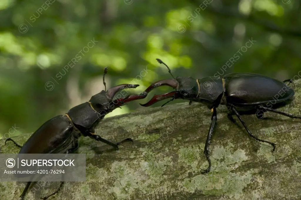 Stag Beetle (Lucanidae) pair fighting, Bourgogne, France