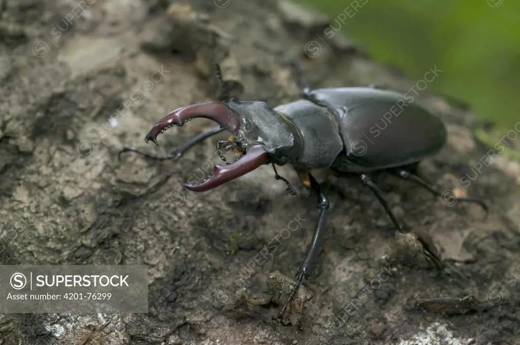 Stag Beetle (Lucanidae) on tree, France