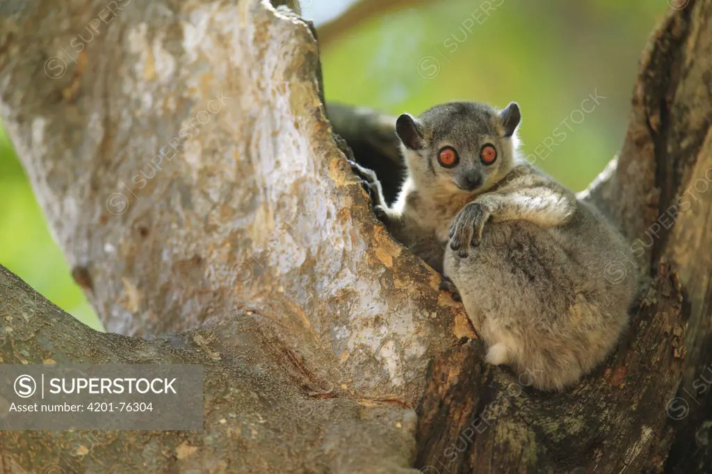 White-footed Sportive Lemur (Lepilemur leucopus) relaxing at mid-day, Berenty Private Reserve, Madagascar