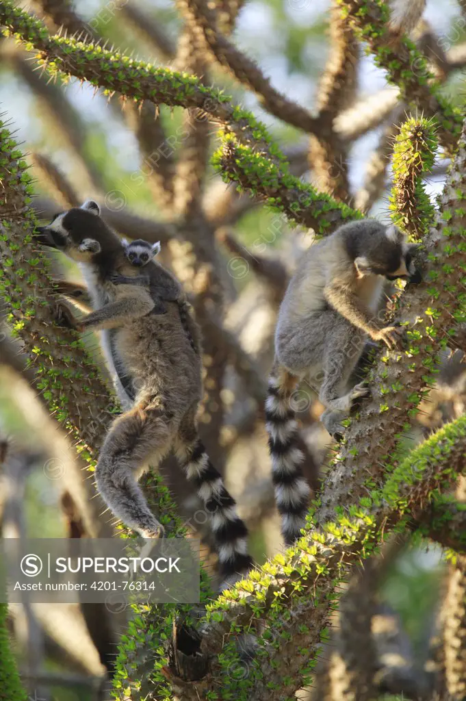 Ring-tailed Lemur (Lemur catta) trio feeding on fresh leaves of the Madagascan Ocotillo (Alluaudia procera) vulnerable, Berenty Private Reserve, Madagascar