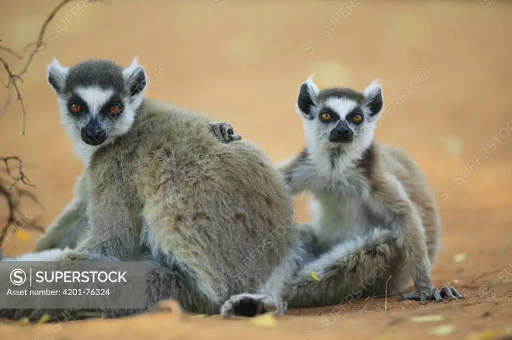 Ring-tailed Lemur (Lemur catta) female with juvenile, vulnerable, Berenty Private Reserve, Madagascar