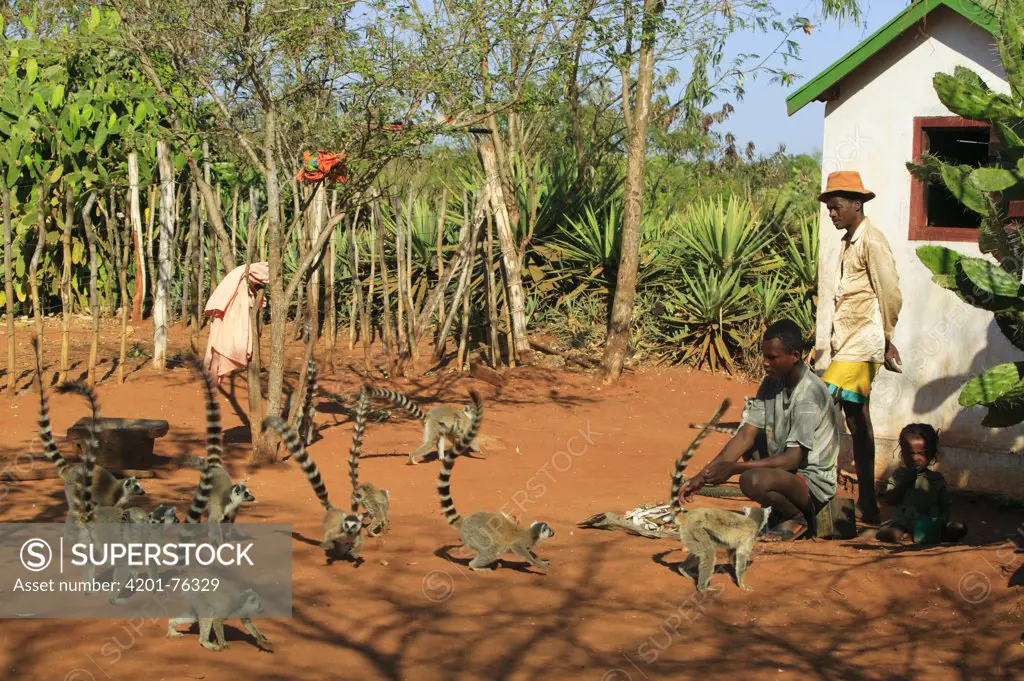 Ring-tailed Lemur (Lemur catta) group interacting with Antandroy people in village, vulnerable, Berenty Private Reserve, Madagascar