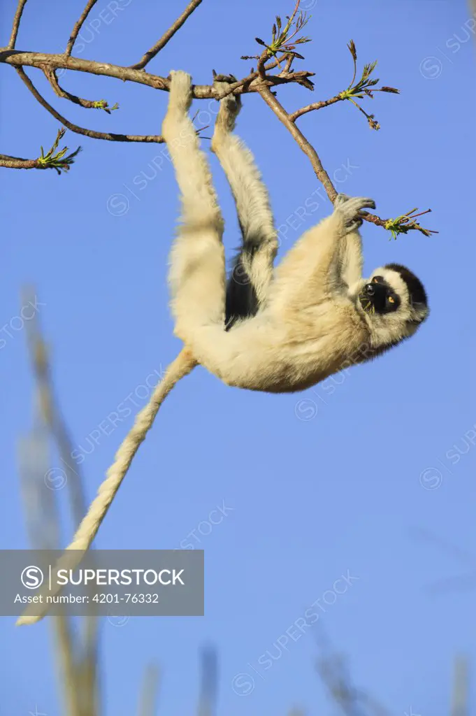Verreaux's Sifaka (Propithecus verreauxi) hanging from a tree, vulnerable, Berenty Private Reserve, Madagascar