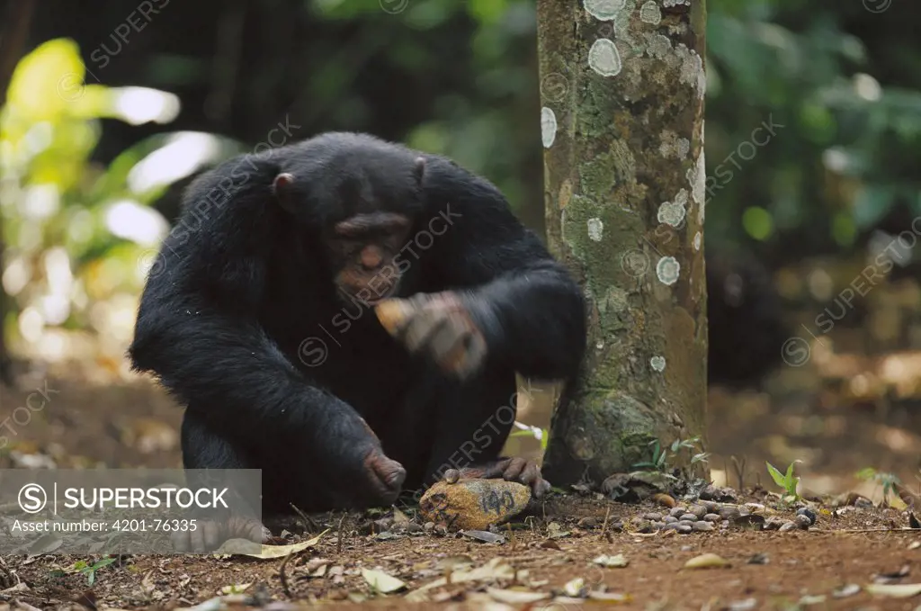 Chimpanzee (Pan troglodytes) using two rocks as tools to crack a nut, Guinea