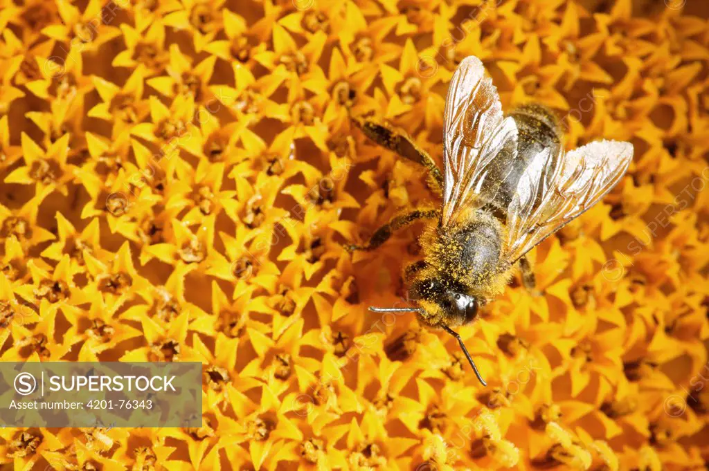 Honey Bee (Apis mellifera), worker on sunflower, Burgundy, France