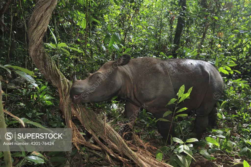 Sumatran Rhinoceros (Dicerorhinus sumatrensis) female eating bark, Sumatran Rhino Sanctuary, Way Kambas National Park, Sumatra, Indonesia