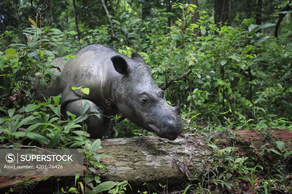 Sumatran Rhinoceros (Dicerorhinus sumatrensis) female, Sumatran Rhino Sanctuary, Way Kambas National Park, Sumatra, Indonesia