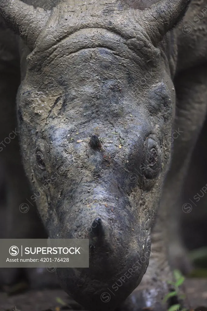 Sumatran Rhinoceros (Dicerorhinus sumatrensis) male, Sumatran Rhino Sanctuary, Way Kambas National Park, Sumatra, Indonesia