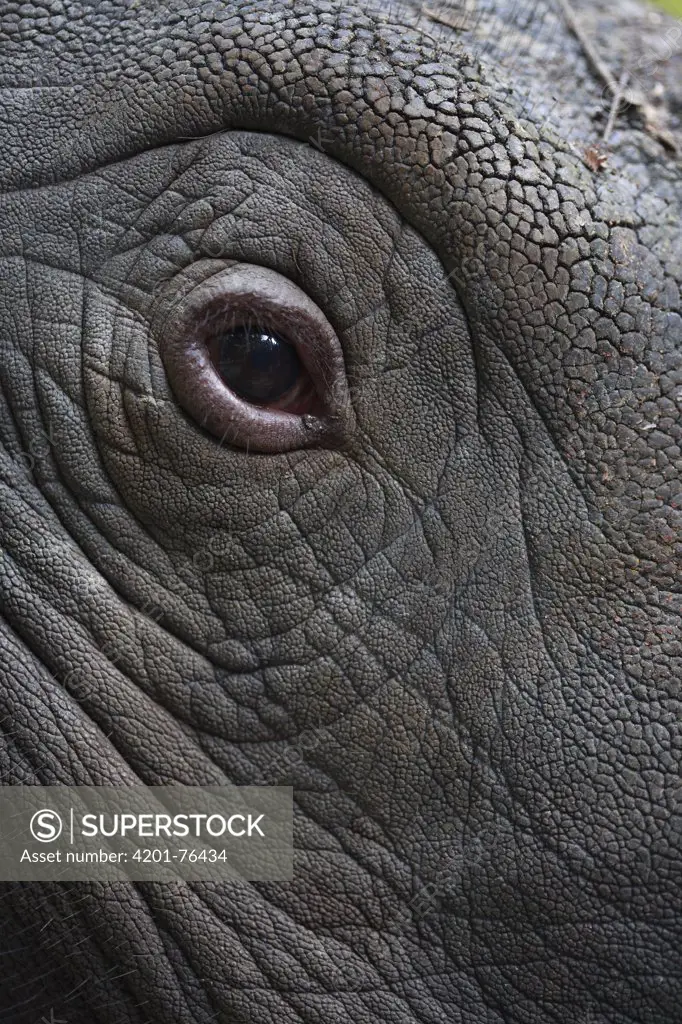 Sumatran Rhinoceros (Dicerorhinus sumatrensis) eye, Sumatran Rhino Sanctuary, Way Kambas National Park, Indonesia