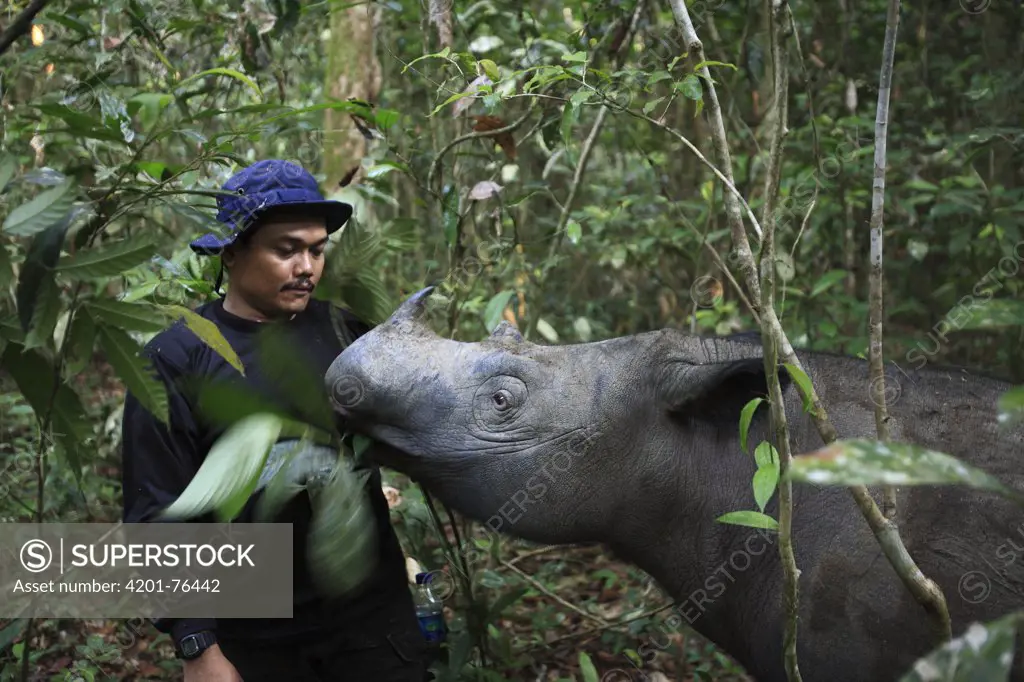 Sumatran Rhinoceros (Dicerorhinus sumatrensis), a formerly wild animal accustomed to humans placed into enclosure for her own protection against poachers eating leaves next to keeper, Sumatran Rhino Sanctuary, Way Kambas National Park, Sumatra, Indonesia
