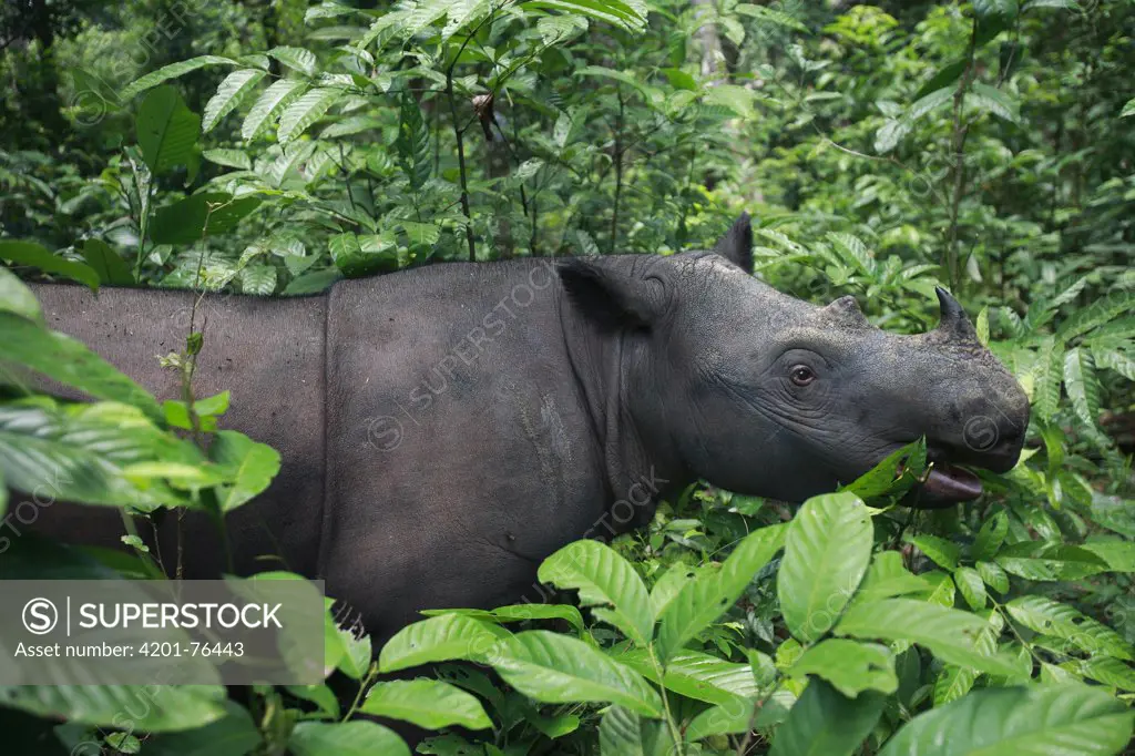 Sumatran Rhinoceros (Dicerorhinus sumatrensis) female, Sumatran Rhino Sanctuary, Way Kambas National Park breeding center, Sumatra, Indonesia