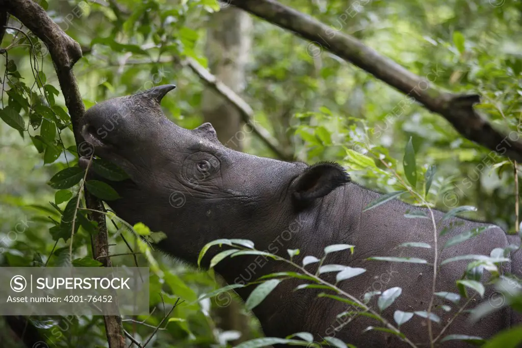 Sumatran Rhinoceros (Dicerorhinus sumatrensis) female eating leaves, Way Kambas National Park, Sumatra, Indonesia