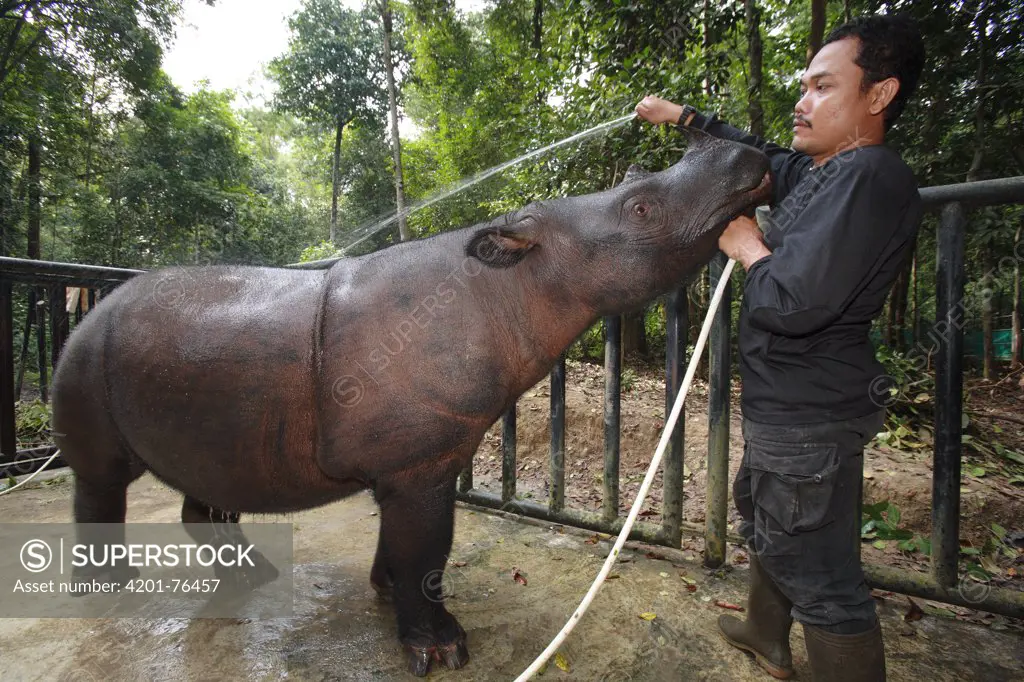 Sumatran Rhinoceros (Dicerorhinus sumatrensis), a formerly wild animal accustomed to humans placed into enclosure for her own protection against poachers, Sumatran Rhino Sanctuary, Way Kambas National Park, Sumatra, Indonesia