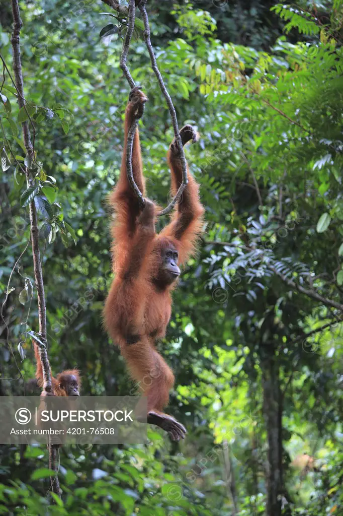 Orangutan (Pongo pygmaeus) mother and young hanging on lianas, Borneo, Malaysia