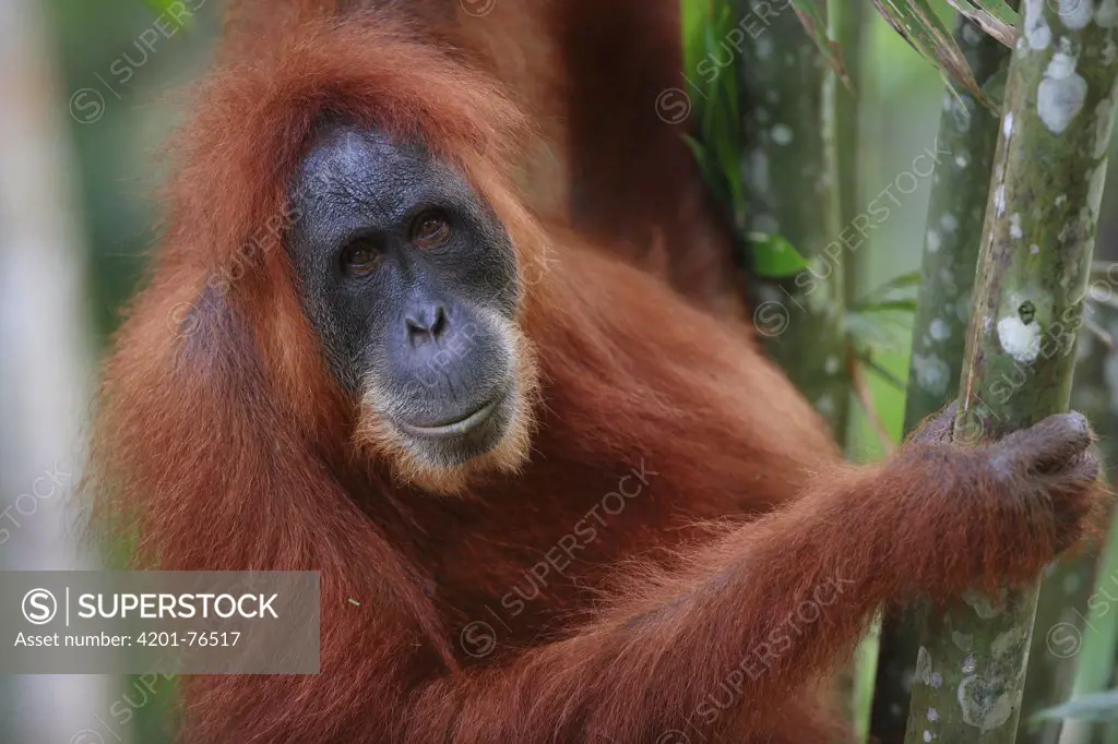 Orangutan (Pongo pygmaeus) male, Borneo, Malaysia