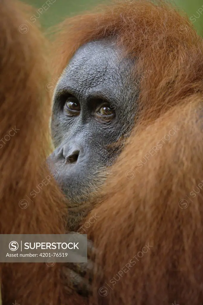 Orangutan (Pongo pygmaeus) male portrait, Borneo, Malaysia