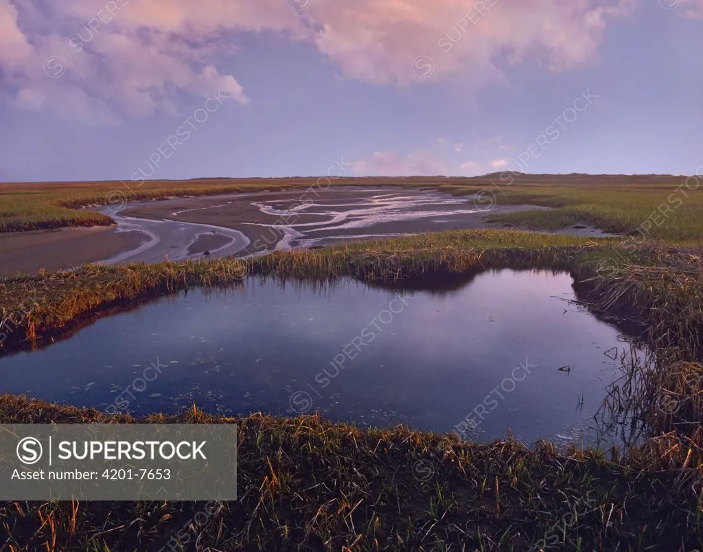 Tidal marsh, Cape Cod National Seashore, Massachusetts