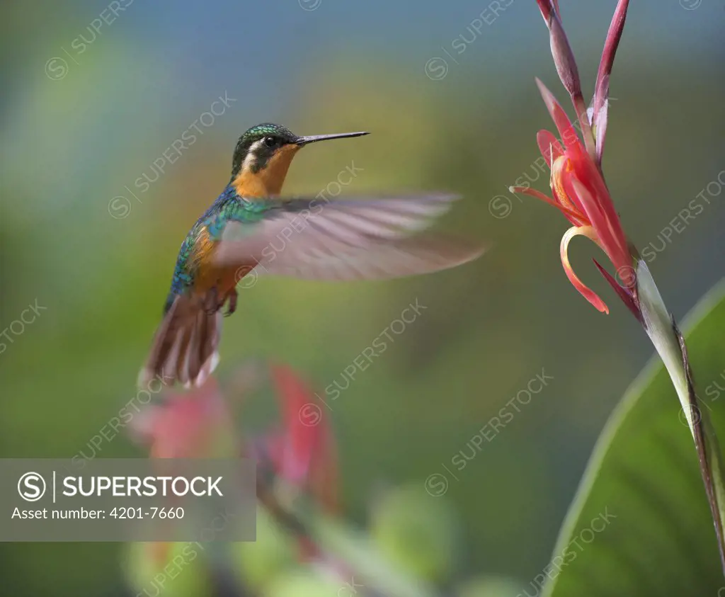 Grey-tailed Mountain Gem (Lampornis cinereicauda) hummingbird female foraging, Costa Rica