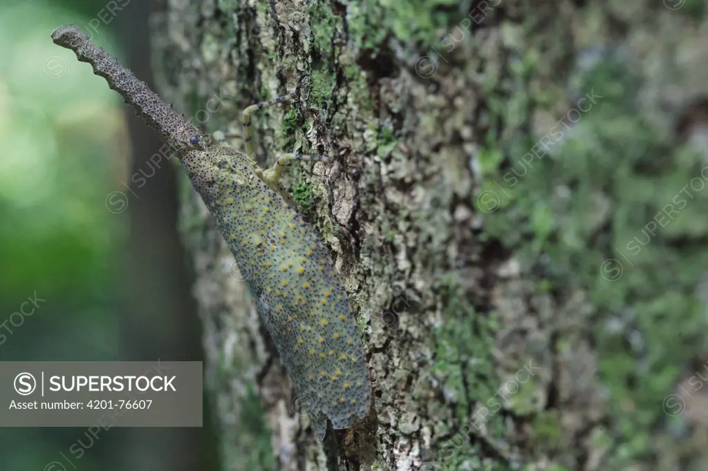 Lantern Bug (Fulgora sp), Gunung Leuser National Park, Sumatra, Indonesia