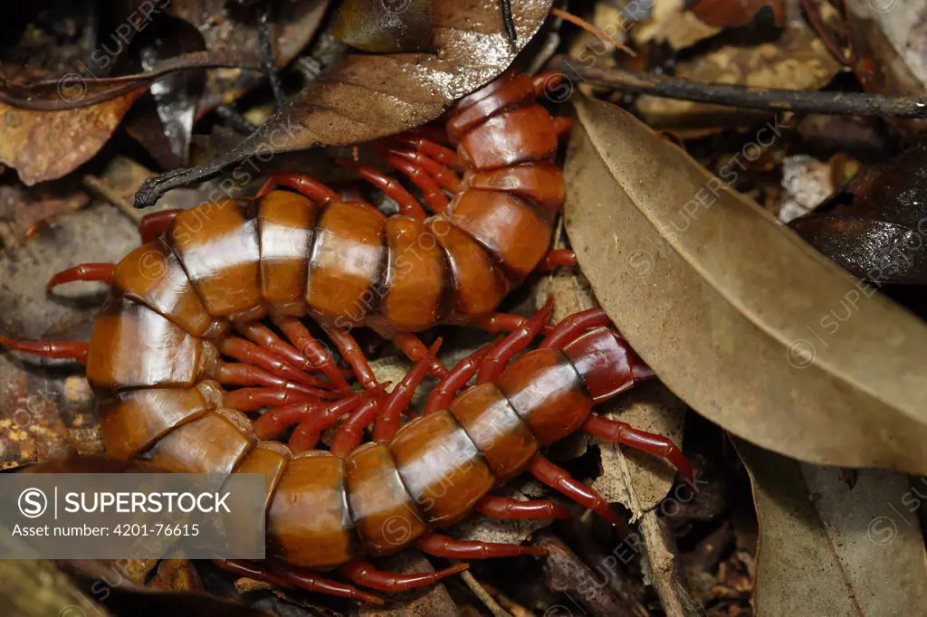 Centipede in leaf litter, Gunung Leuser National Park, Sumatra, Indonesia