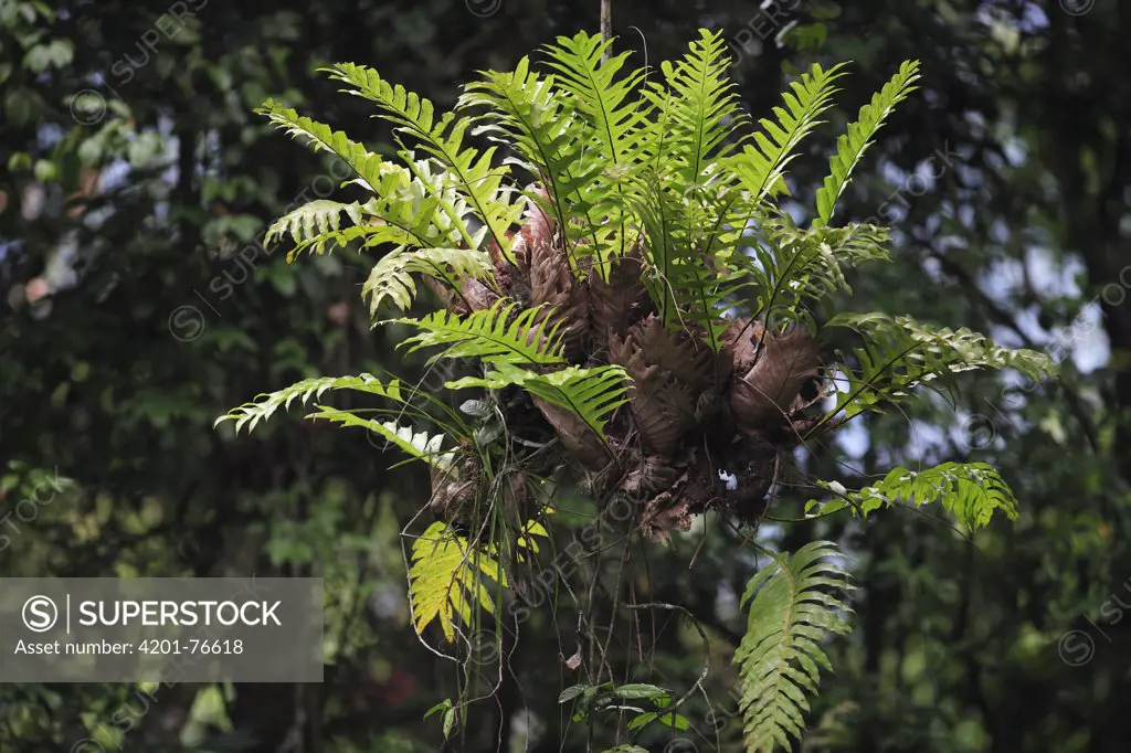 Epiphyte plant, Gunung Leuser National Park, Sumatra, Indonesia