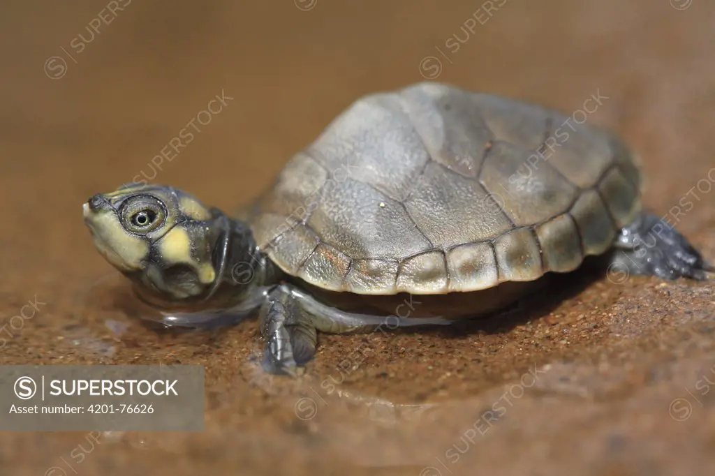 South American River Turtle (Podocnemis expansa) hatchling, part of artificial incubation program, Pacaya Samiria National Park, Peru