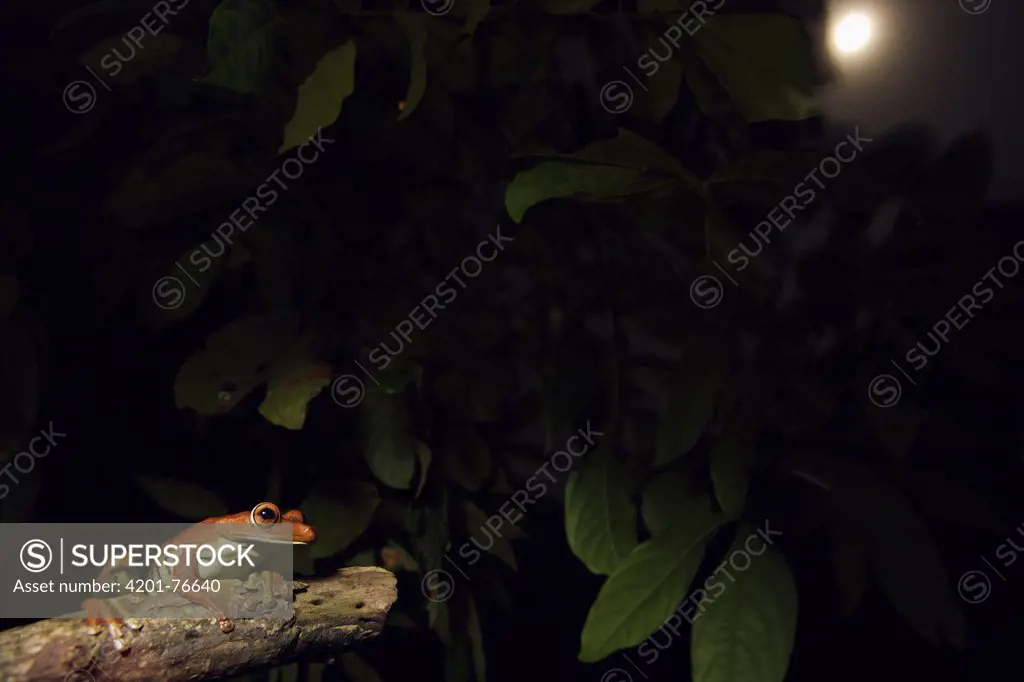 Tree frog (Hylidae) at night with a full moon, Pacaya Samiria National Park, Peru