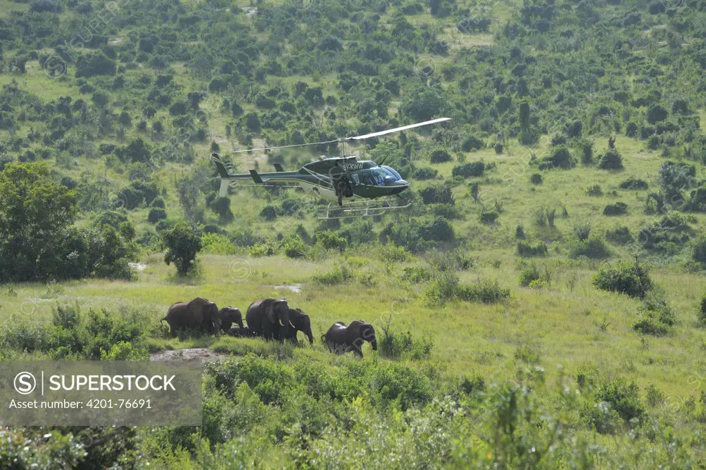 African Elephant (Loxodonta africana) group anesthesized from helicopter for relocation to Tsavo from Mwaluganje Elephant Sanctuary, Kenya