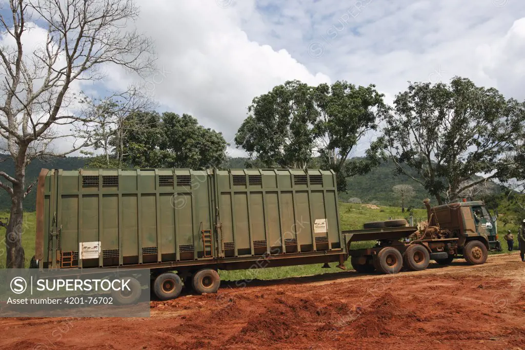 African Elephant (Loxodonta africana) truck for relocation to Tsavo from Mwaluganje Elephant Sanctuary, Kenya