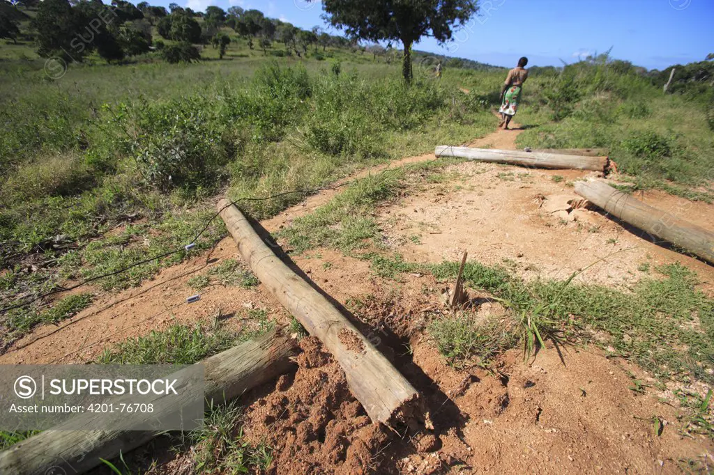 African Elephant (Loxodonta africana) ran down 4000 volt charged electric fence, Mwaluganje Elephant Sanctuary, Kenya