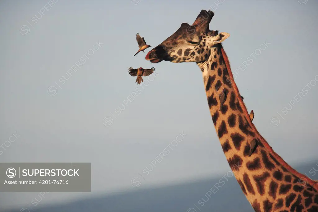 Red-billed Oxpecker (Buphagus arythrorhynchus) pair landing on Masai Giraffe (Giraffa camelopardalis tippelskirchi) to feed on parasites, Ngorongoro Conservation Area, Tanzania