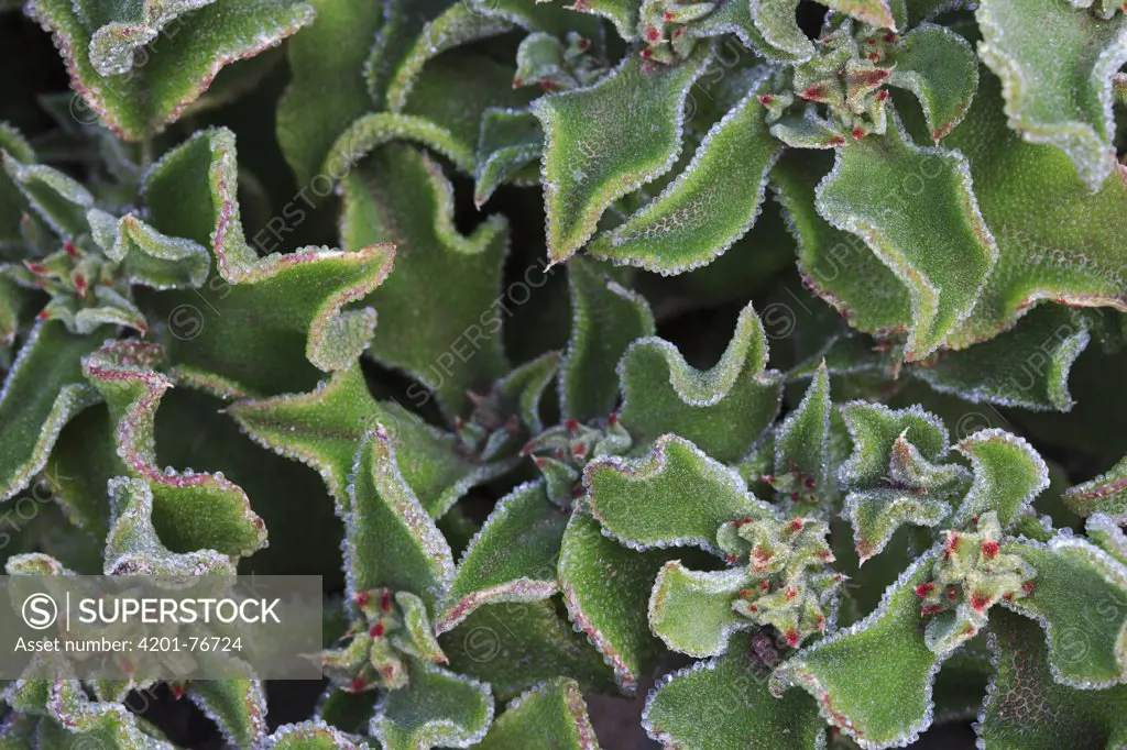Common Iceplant (Mesembryanthemum crystallinum) covered with large bladder cells, Ponta de Sao Lourenco Nature Reserve, Madeira