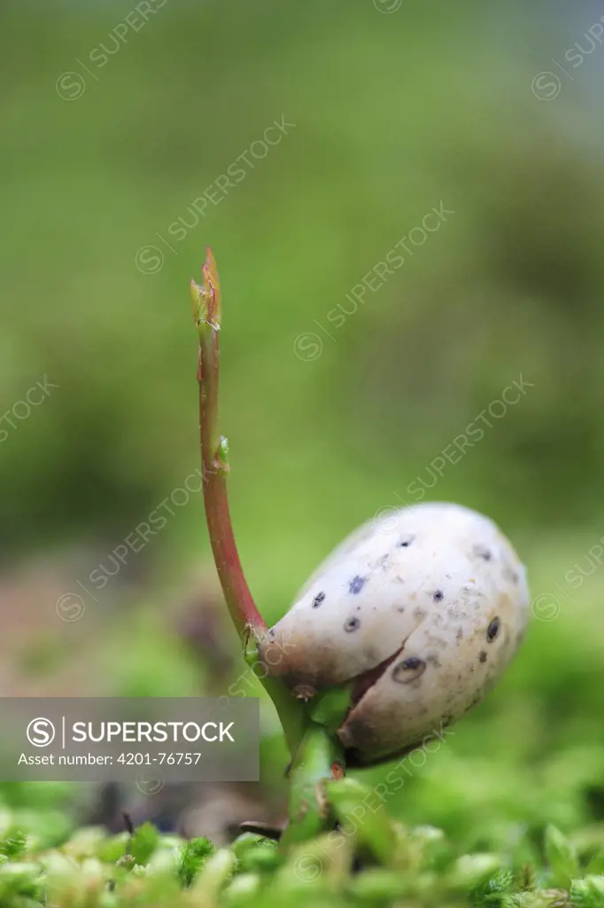 Holm Oak (Quercus ilex) acorn germinating, Madeira