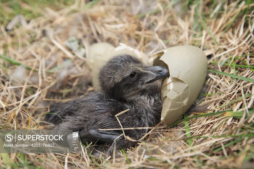 Common Eider (Somateria mollissima) duckling with banding tag, Flatey Island, Iceland