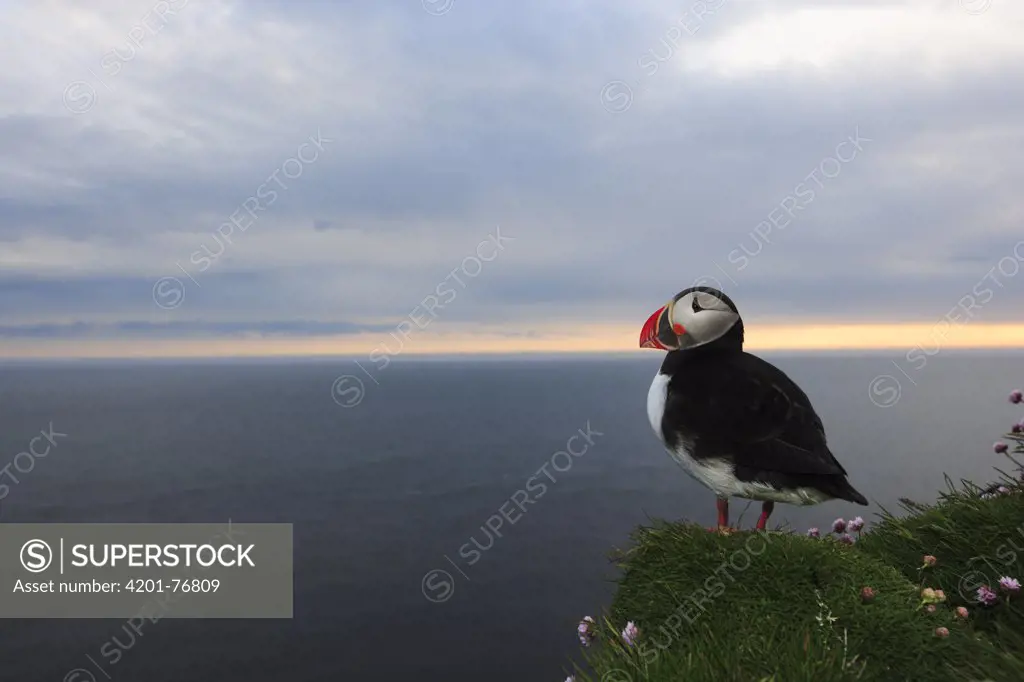 Atlantic Puffin (Fratercula arctica) on the edge of Latrabjarg Cliff, West Fjords, Iceland