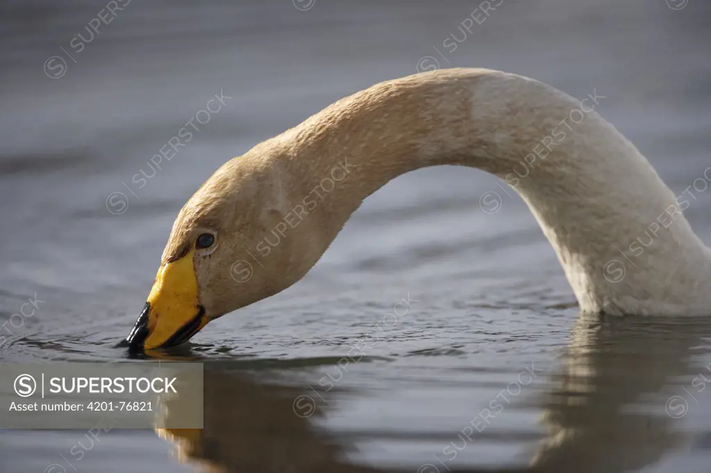Whooper Swan (Cygnus cygnus), Iceland