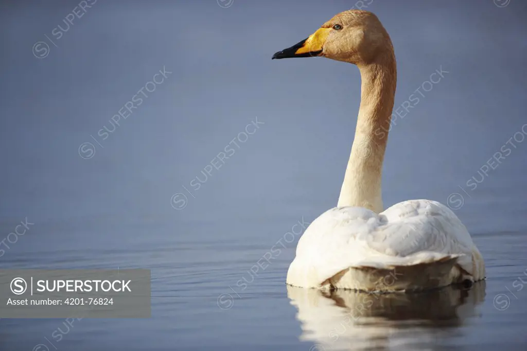 Whooper Swan (Cygnus cygnus), Iceland