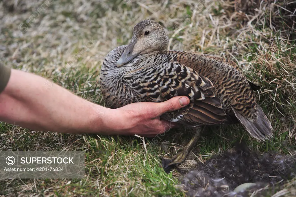 Common Eider (Somateria mollissima) female reluctant to leave nest during down collection, Eldey Island, Iceland