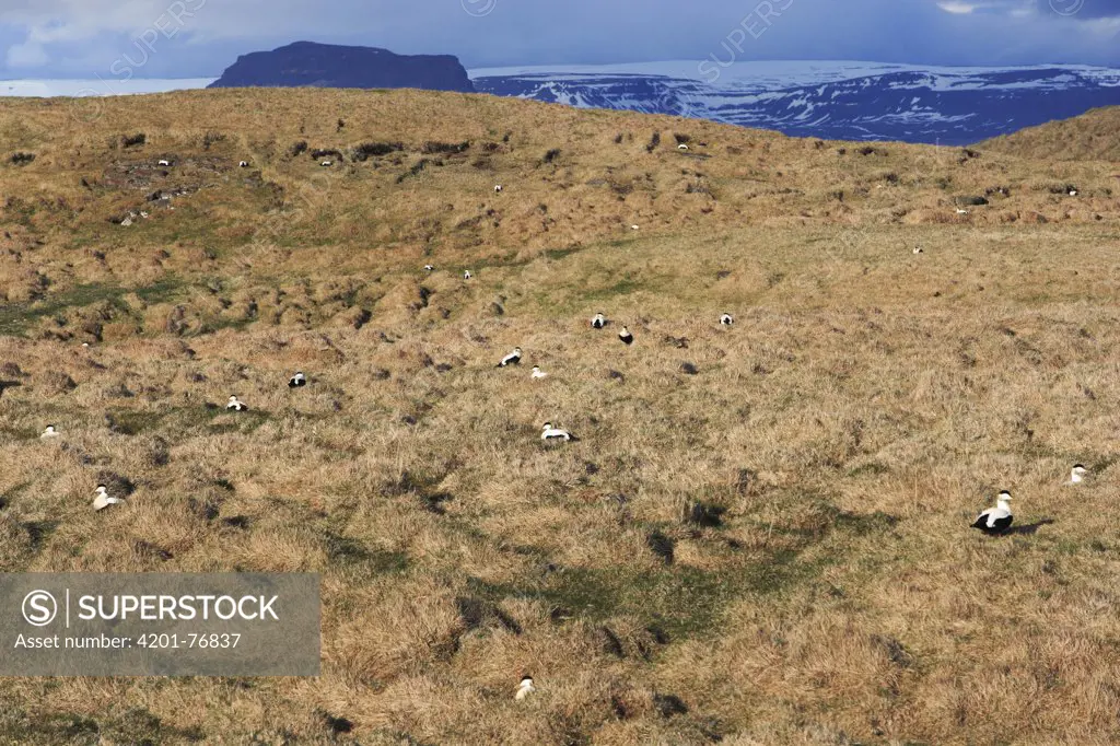 Common Eider (Somateria mollissima) nesting colony, Eldey Island, Iceland