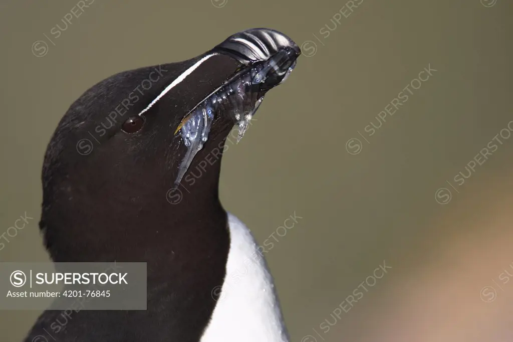 Razorbill (Alca torda) left with only small fish as a result of human over fishing, Latrabjarg Cliff, West Fjords, Iceland