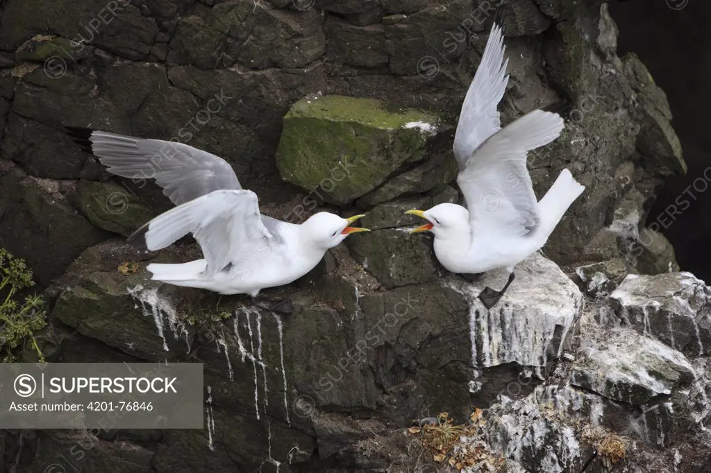 Black-legged Kittiwake (Rissa tridactyla) pair courting at cliff nest, Latrabjarg Cliff, West Fjords, Iceland