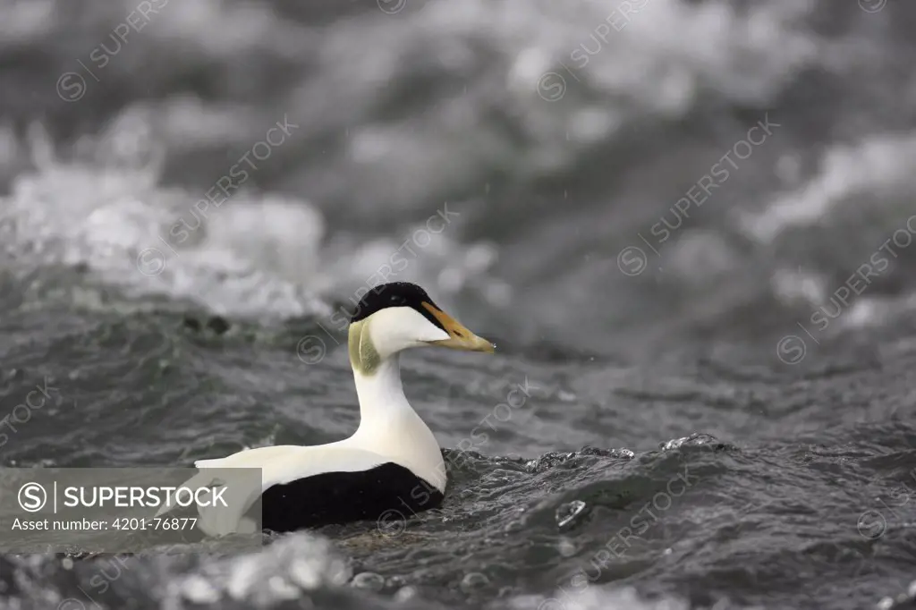 Common Eider (Somateria mollissima) male in a torrent, Iceland