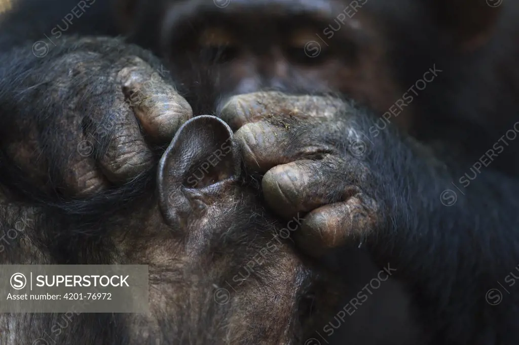 Eastern Chimpanzee (Pan troglodytes schweinfurthii) grooming, Gombe National Park, Tanzania