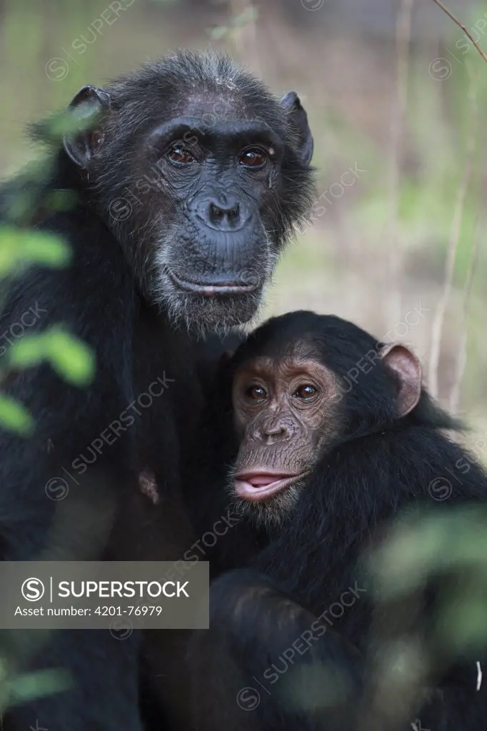 Eastern Chimpanzee (Pan troglodytes schweinfurthii) female and young, Gombe National Park, Tanzania